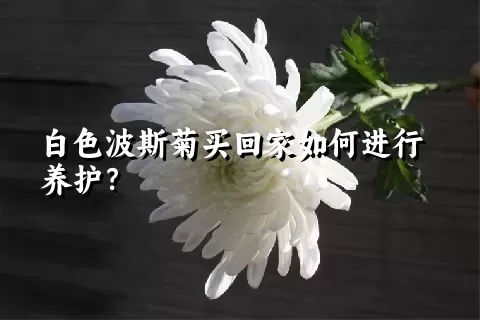 白色波斯菊买回家如何进行养护？