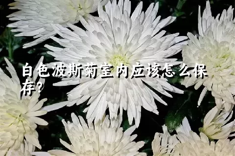 白色波斯菊室内应该怎么保存？