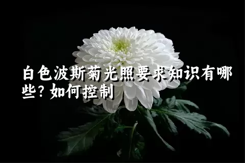 白色波斯菊光照要求知识有哪些？如何控制