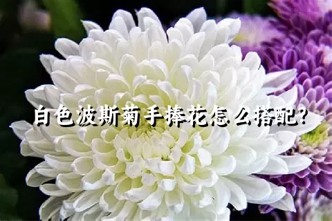 白色波斯菊手捧花怎么搭配？