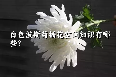 白色波斯菊插花空间知识有哪些？