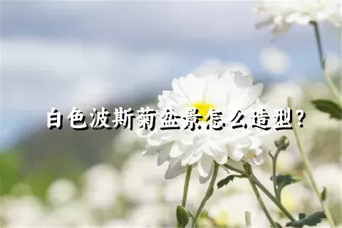 白色波斯菊盆景怎么造型？