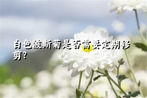 白色波斯菊是否需要定期修剪？