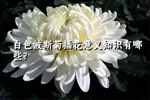 白色波斯菊插花意义知识有哪些？