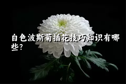 白色波斯菊插花技巧知识有哪些？