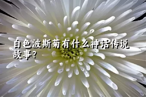 白色波斯菊有什么神话传说故事？