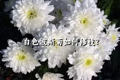 白色波斯菊如何修枝？