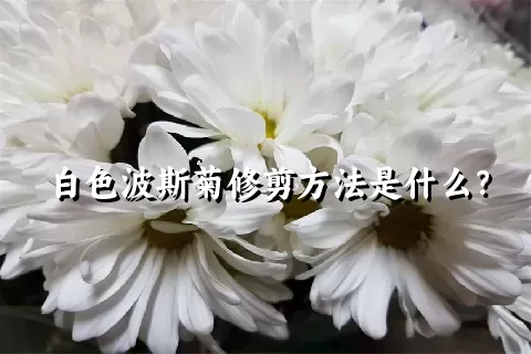 白色波斯菊修剪方法是什么？