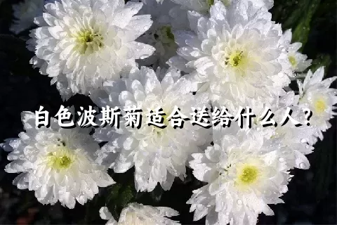 白色波斯菊适合送给什么人？