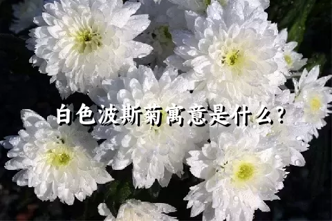 白色波斯菊寓意是什么？