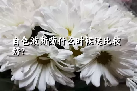 白色波斯菊什么时候送比较好？