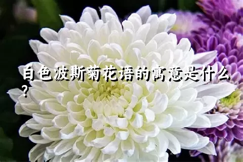 白色波斯菊花语的寓意是什么？