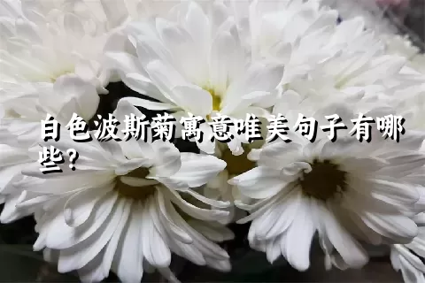 白色波斯菊寓意唯美句子有哪些？