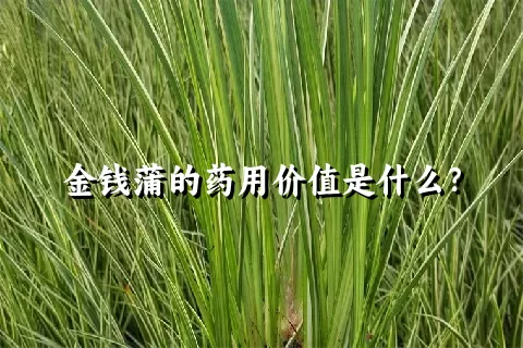 金钱蒲的药用价值是什么？