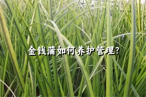 金钱蒲如何养护管理？