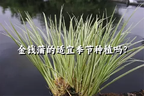 金钱蒲的适宜季节种植吗？