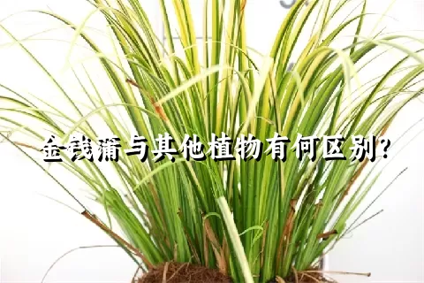 金钱蒲与其他植物有何区别？