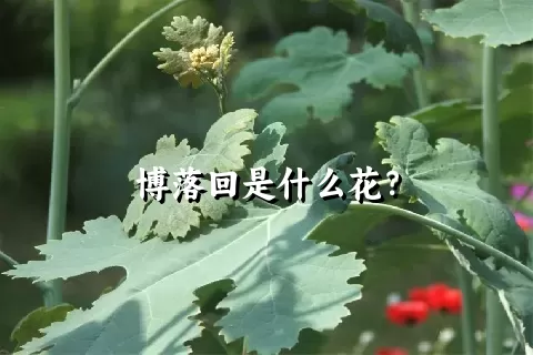 博落回是什么花？