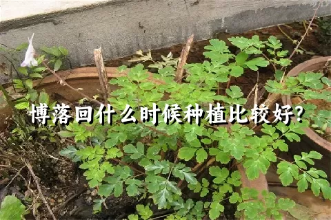 博落回什么时候种植比较好？