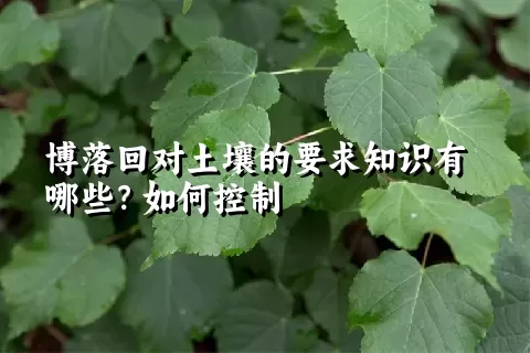 博落回对土壤的要求知识有哪些？如何控制