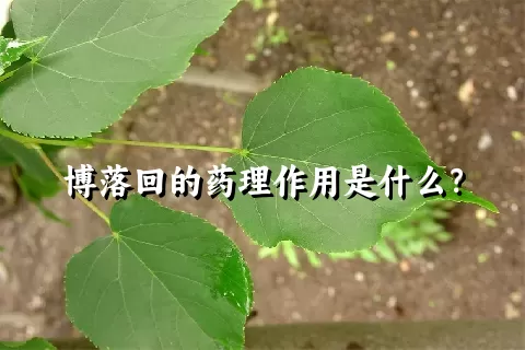 博落回的药理作用是什么？