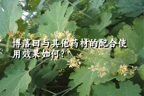 博落回与其他药材的配合使用效果如何？