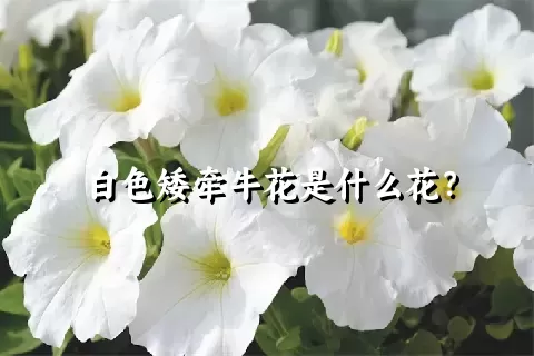 白色矮牵牛花是什么花？