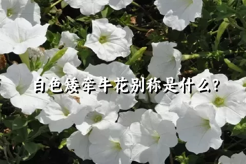 白色矮牵牛花别称是什么？