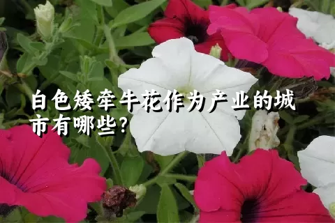 白色矮牵牛花作为产业的城市有哪些？