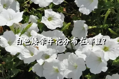 白色矮牵牛花分布在哪里?