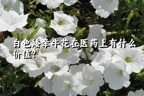 白色矮牵牛花在医药上有什么价值？