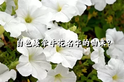 白色矮牵牛花名字的由来？