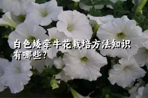 白色矮牵牛花栽培方法知识有哪些？