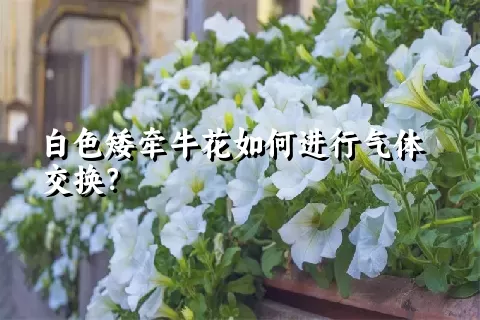 白色矮牵牛花如何进行气体交换？