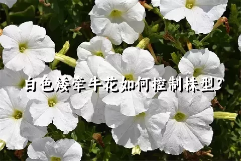 白色矮牵牛花如何控制株型？