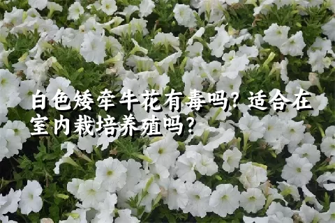 白色矮牵牛花有毒吗？适合在室内栽培养殖吗？