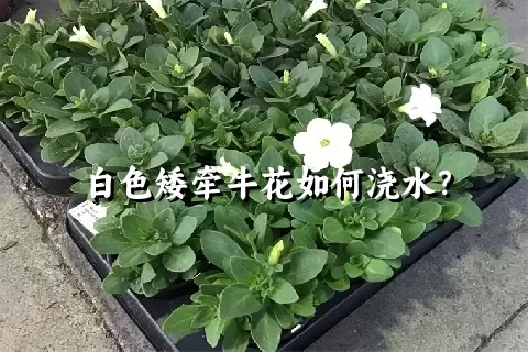 白色矮牵牛花如何浇水？