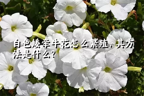 白色矮牵牛花怎么繁殖，其方法是什么？