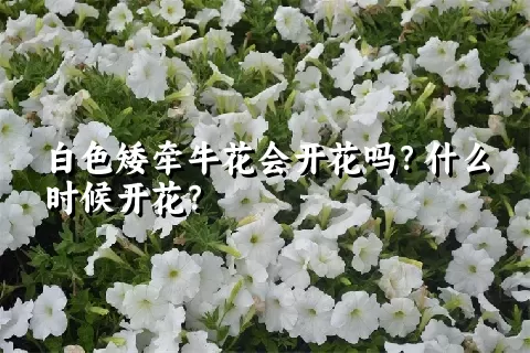 白色矮牵牛花会开花吗？什么时候开花？