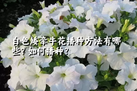 白色矮牵牛花播种方法有哪些？如何播种？