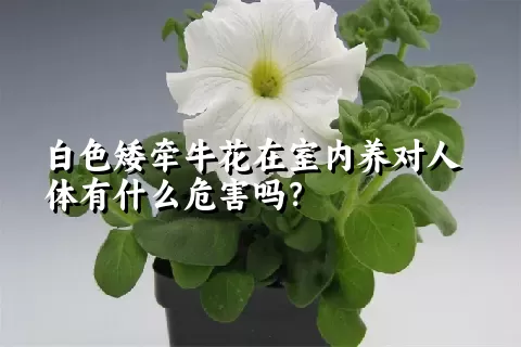 白色矮牵牛花在室内养对人体有什么危害吗？