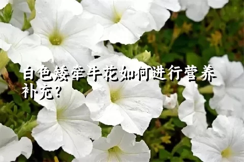 白色矮牵牛花如何进行营养补充？