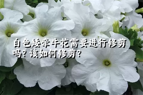 白色矮牵牛花需要进行修剪吗？该如何修剪？