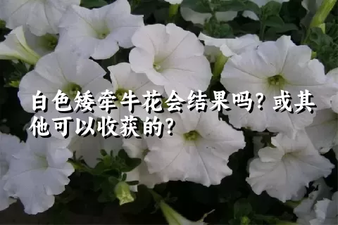 白色矮牵牛花会结果吗？或其他可以收获的？