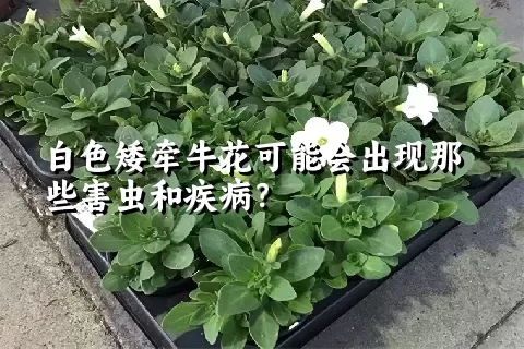 白色矮牵牛花可能会出现那些害虫和疾病？