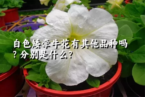 白色矮牵牛花有其他品种吗？分别是什么？