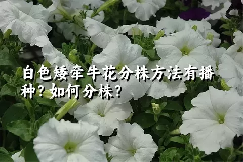 白色矮牵牛花分株方法有播种？如何分株？