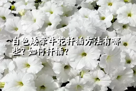 白色矮牵牛花扦插方法有哪些？如何扦插？