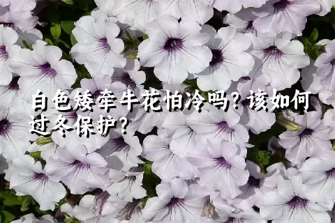 白色矮牵牛花怕冷吗？该如何过冬保护？