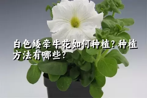 白色矮牵牛花如何种植？种植方法有哪些？